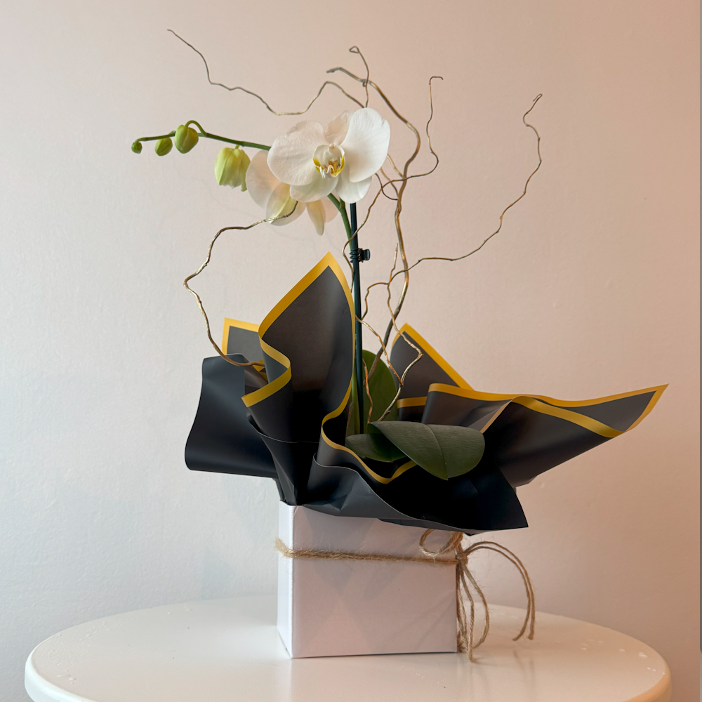 Flowering Orchid Plant