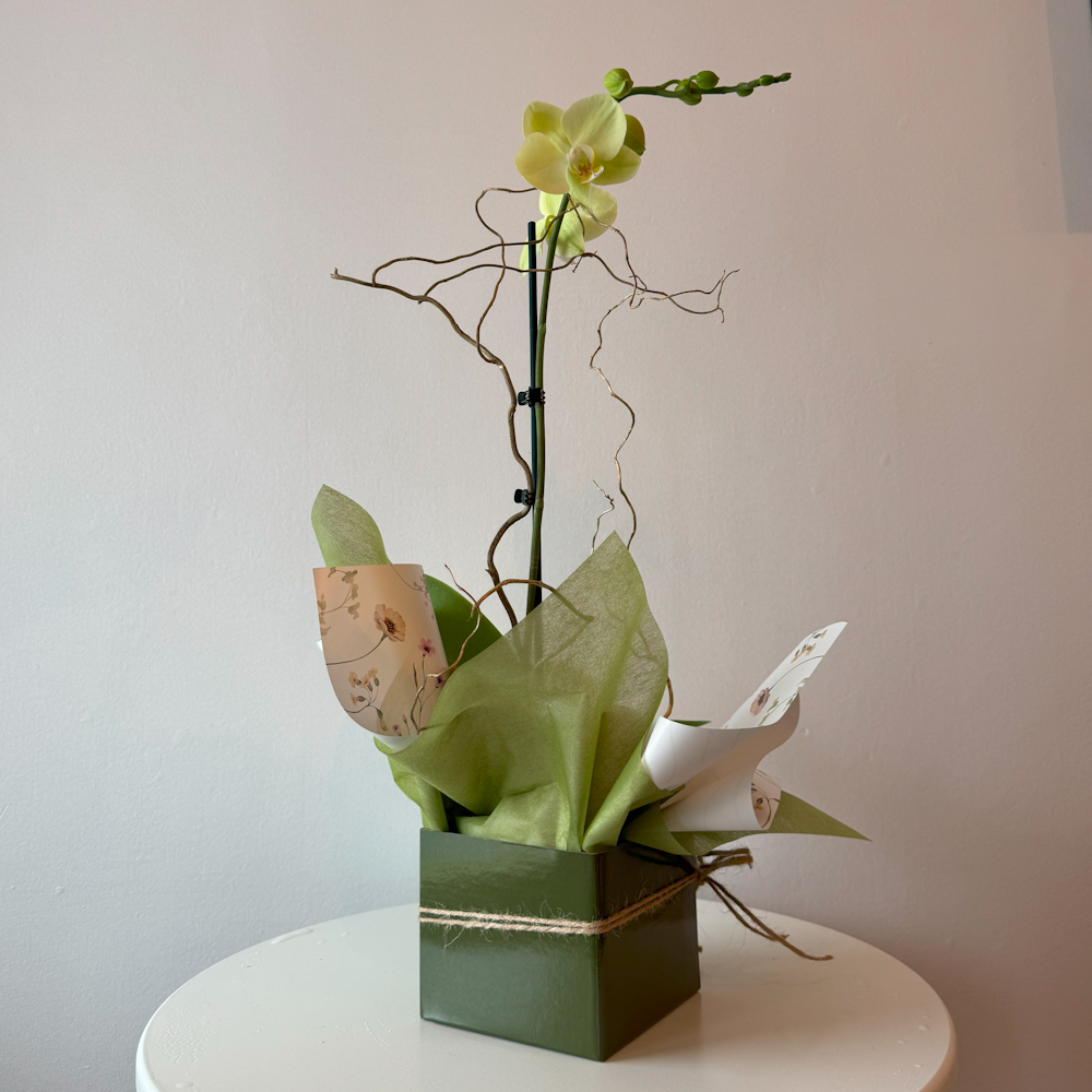 Flowering Orchid Plant