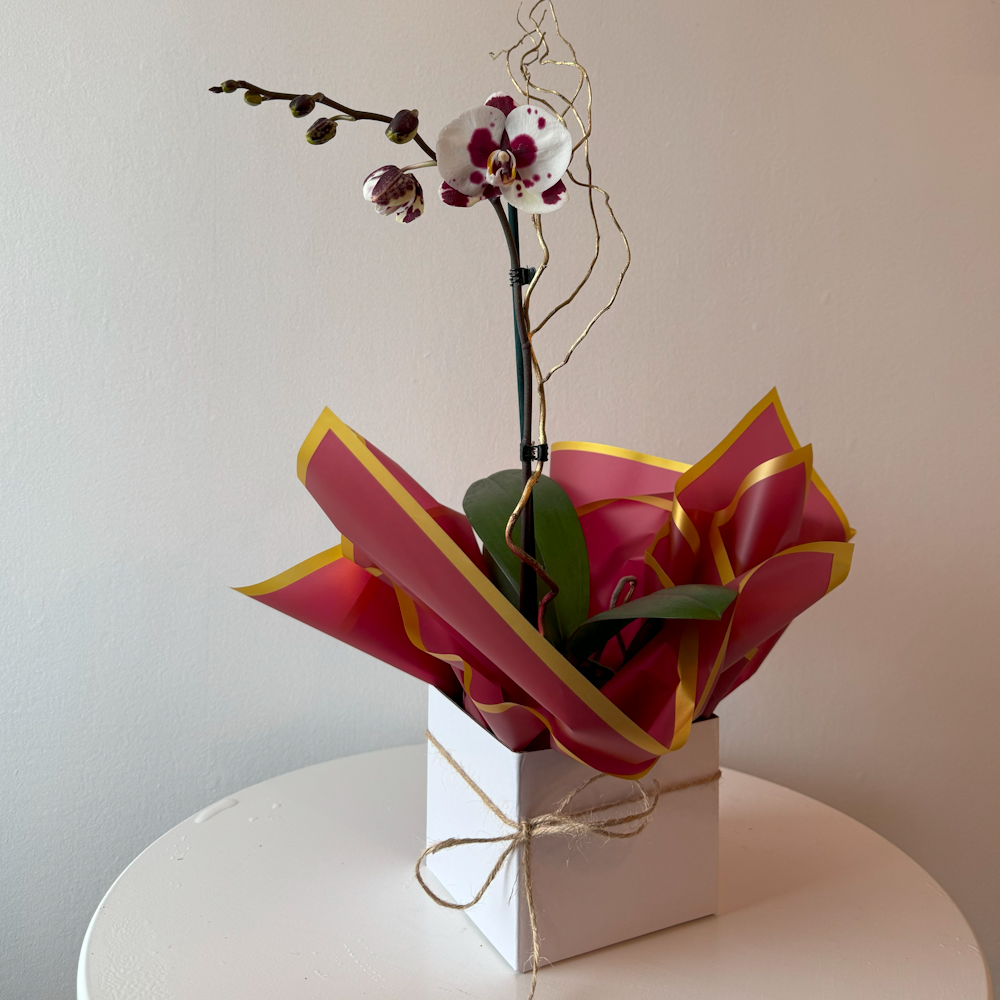 Flowering Orchid Plant