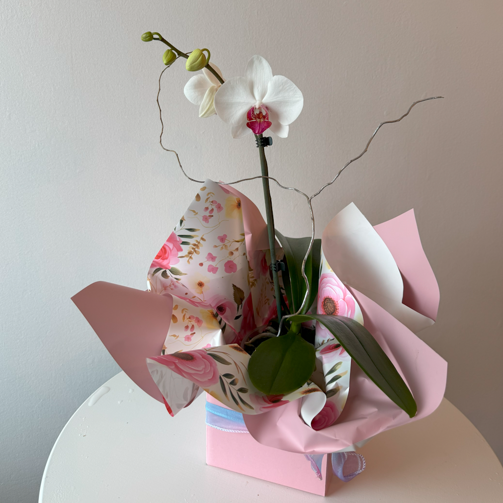 Flowering Orchid Plant