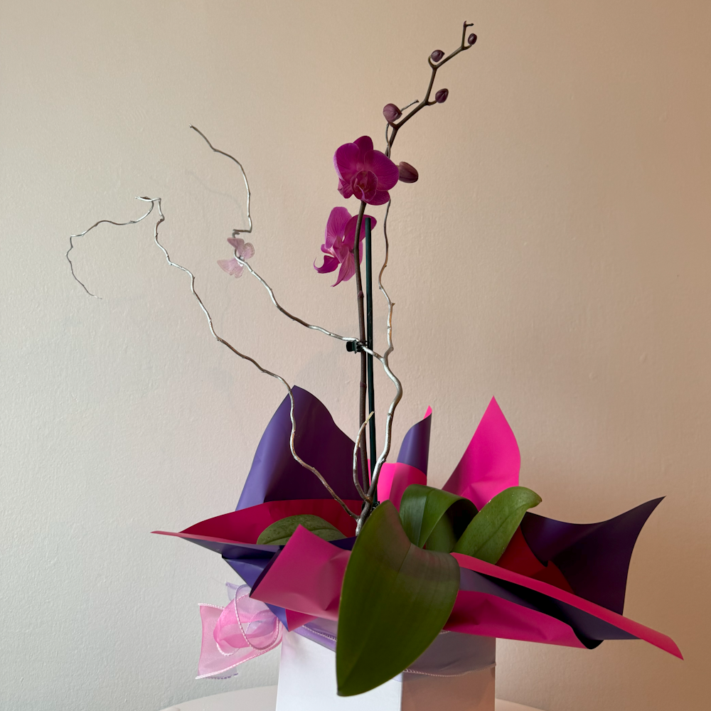 Flowering Orchid Plant