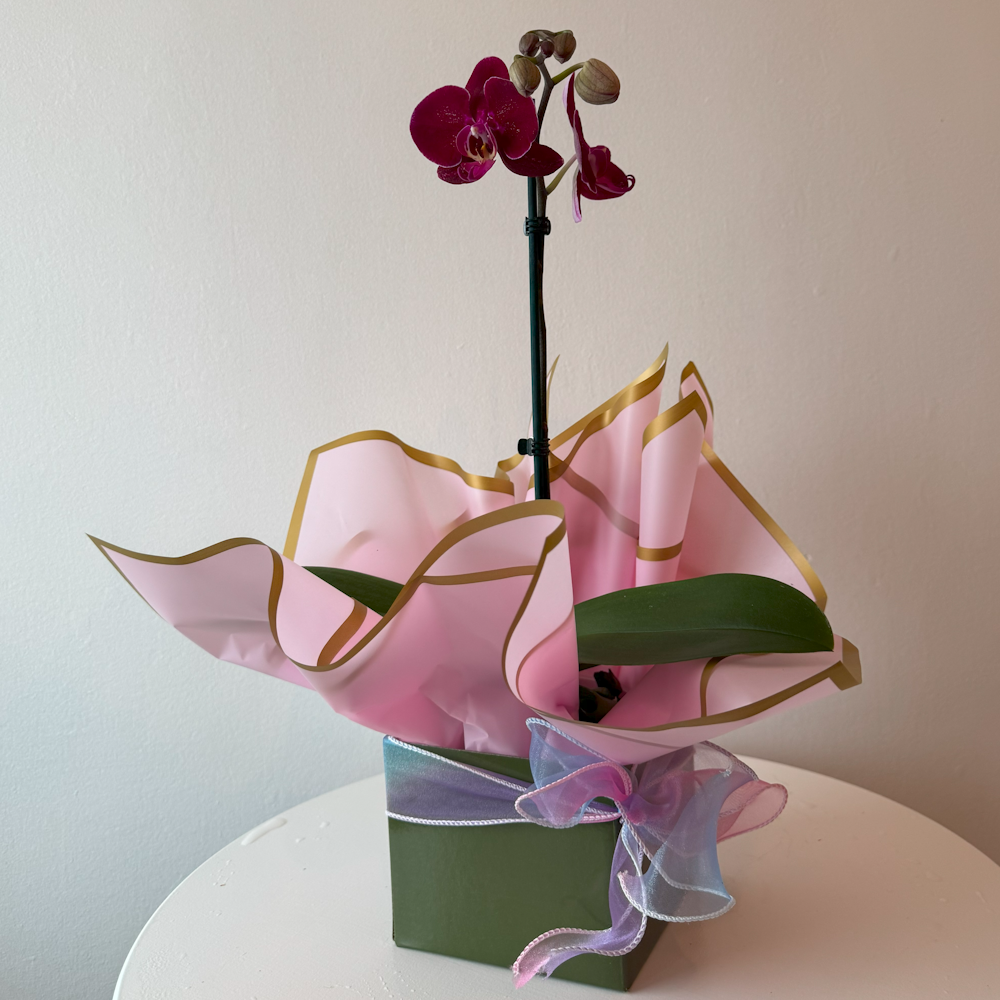 Flowering Orchid Plant