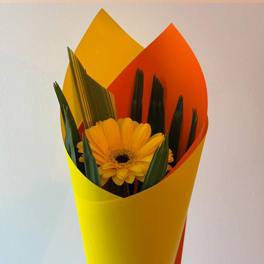 Singular Wrapped Gerbera